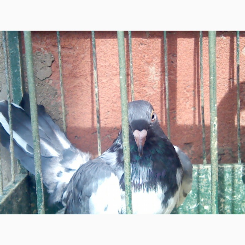 Фото 3/5. Продам элитных одесских голубей