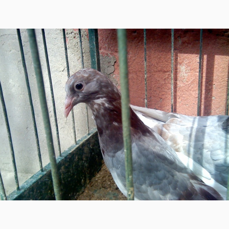 Фото 4. Продам элитных одесских голубей