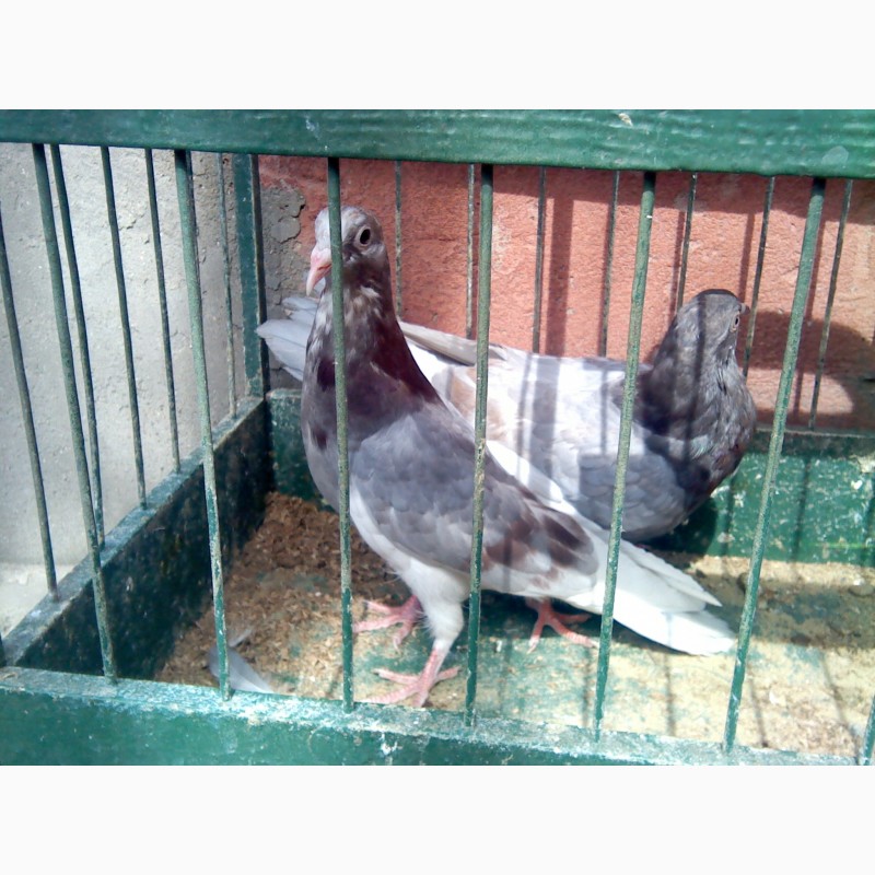 Фото 5. Продам элитных одесских голубей