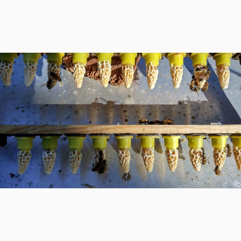 Фото 7. Пчеломатки. Бджоломатки Бакфаст из Германии 2020 год