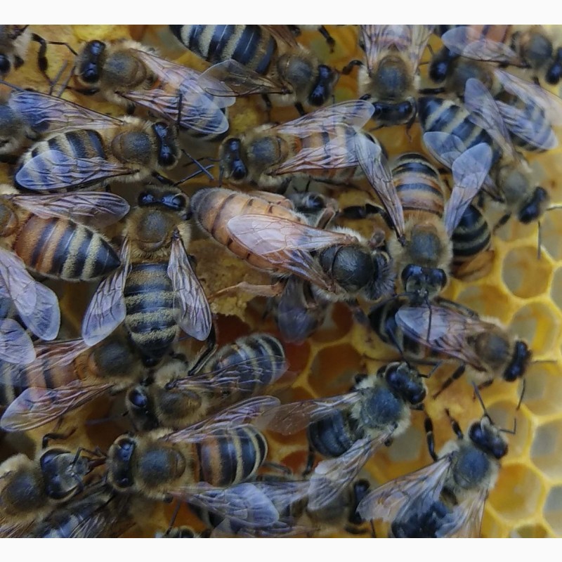 Фото 8. Пчеломатки. Бджоломатки Бакфаст из Германии 2020 год