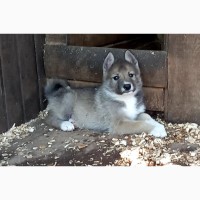 Продам щенков Западной Сибирской Лайки