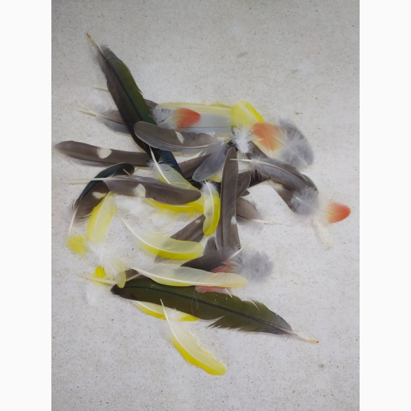 Фото 3. Перо попугая. Яркие, разноцветные перья попугаев, разных размеров