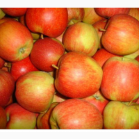 Продам яблука Флоріна і Ліза Чімпіон