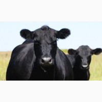 Спермопродукція биків плідників м’ясних, молочних та м’ясо-молочних порід