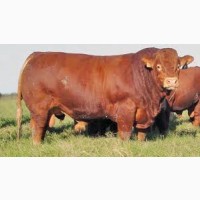 Спермопродукція биків плідників м’ясних, молочних та м’ясо-молочних порід