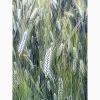 Насіння пшениці ярої твердої Деміра, еліта
