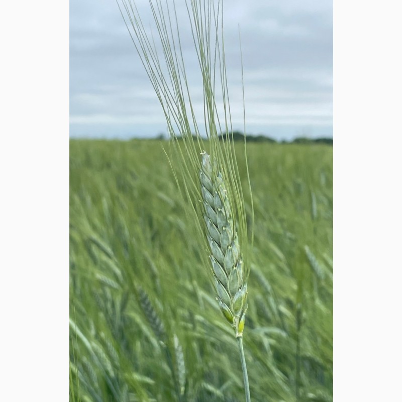 Фото 2. Насіння пшениці ярої, твердої Харківська 39, еліта