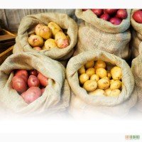 Картофель семенной 1 репродукция продажа посадочного картофеля для всей Украины
