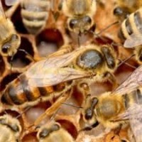 Бджоломатки українські степові племінні