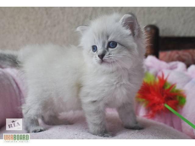 Фото 1/1. Куплю недорого котенка перса шиншилу.белую девочку