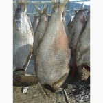 Продам рыбу лещ сушоный сухого посола очень вкусный))