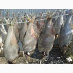 Продам рыбу лещ сушоный сухого посола очень вкусный))