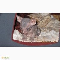 Продам котят донского сфинкса