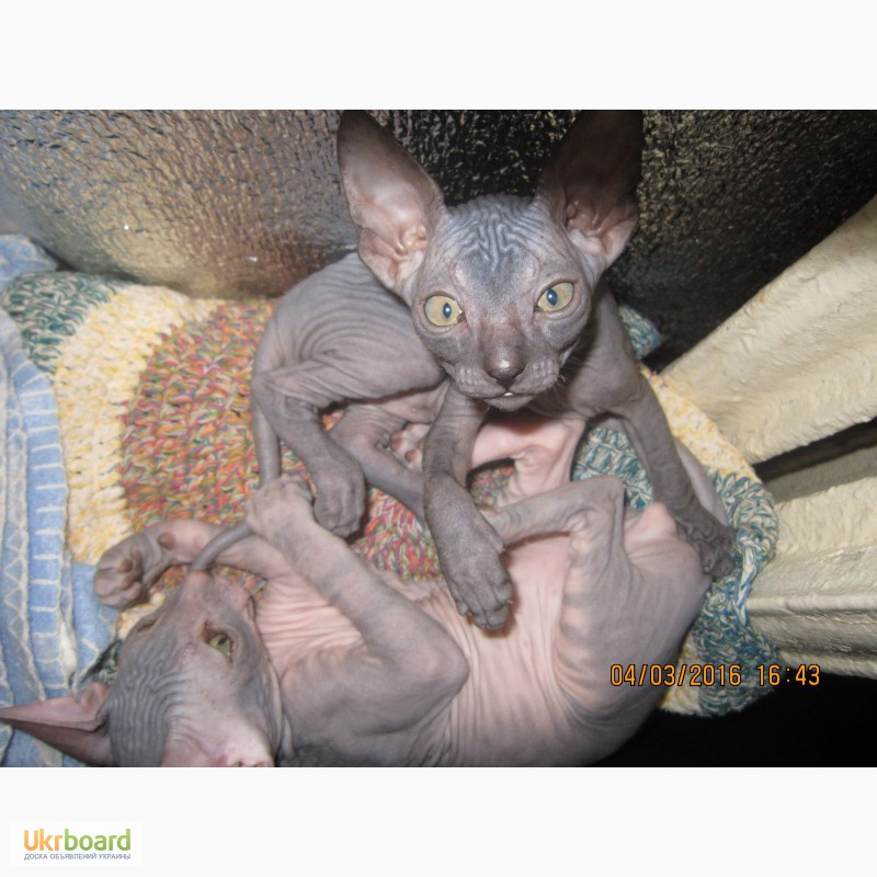 Фото 5. Продам котят донского сфинкса