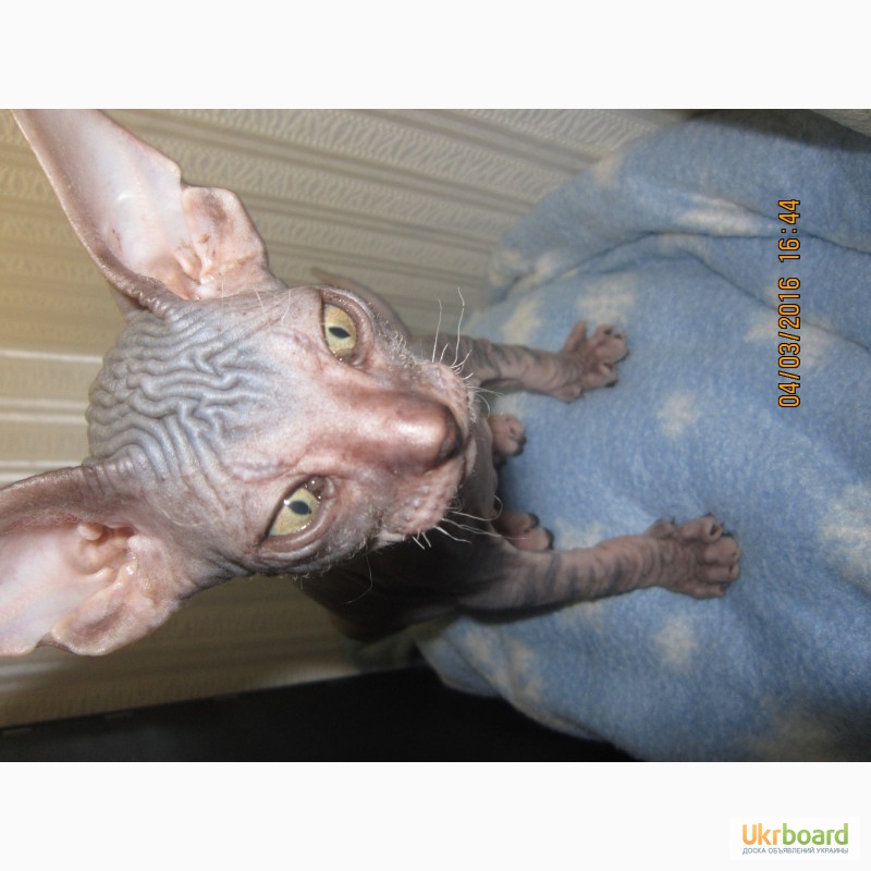 Фото 7. Продам котят донского сфинкса