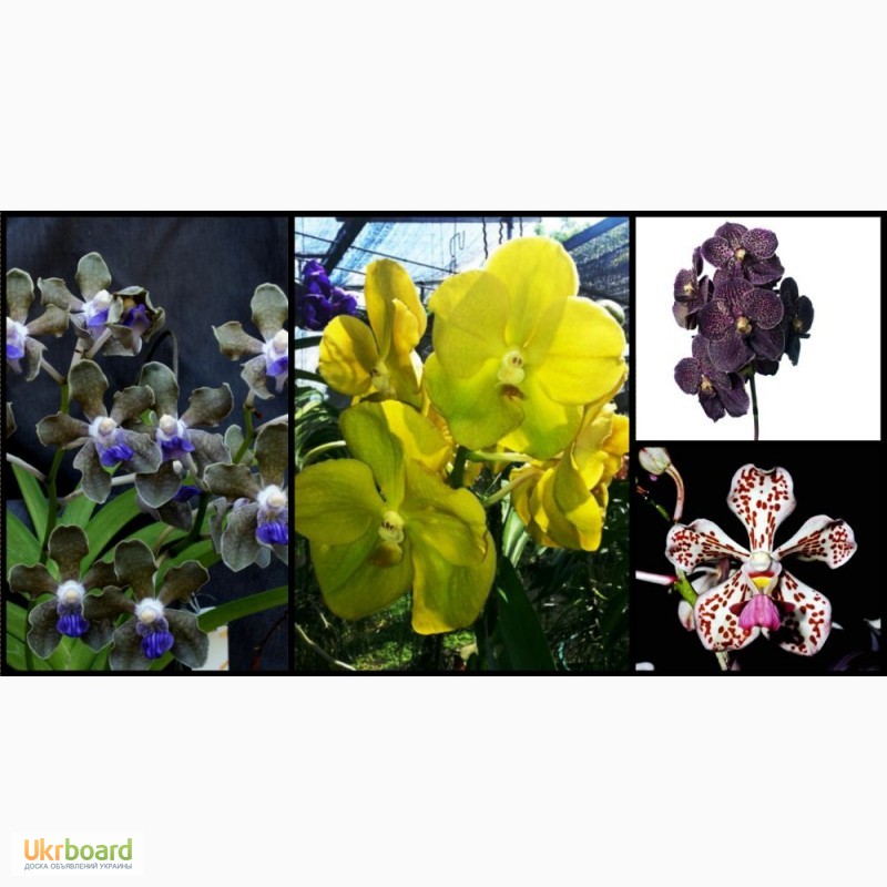 Фото 1/1. Орхидея, Ванда, vanda, Ascocenda