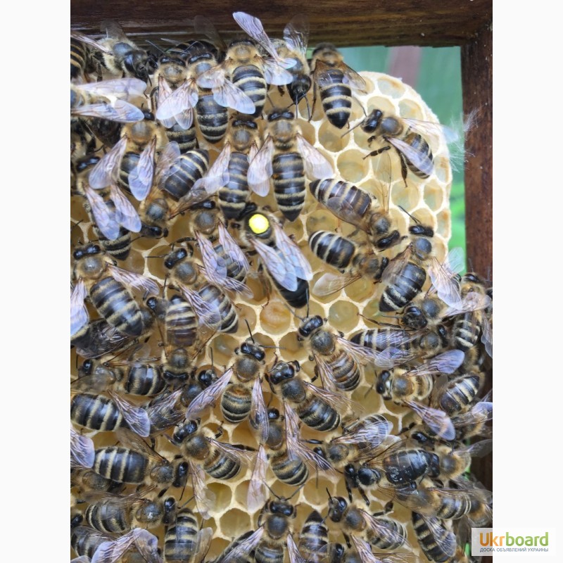 Фото 3. Матка КАРПАТКА, КАРНІКА 2023 ПЛІДНІ БДЖОЛОМАТКИ ( Пчеломатки, бджолині матки )