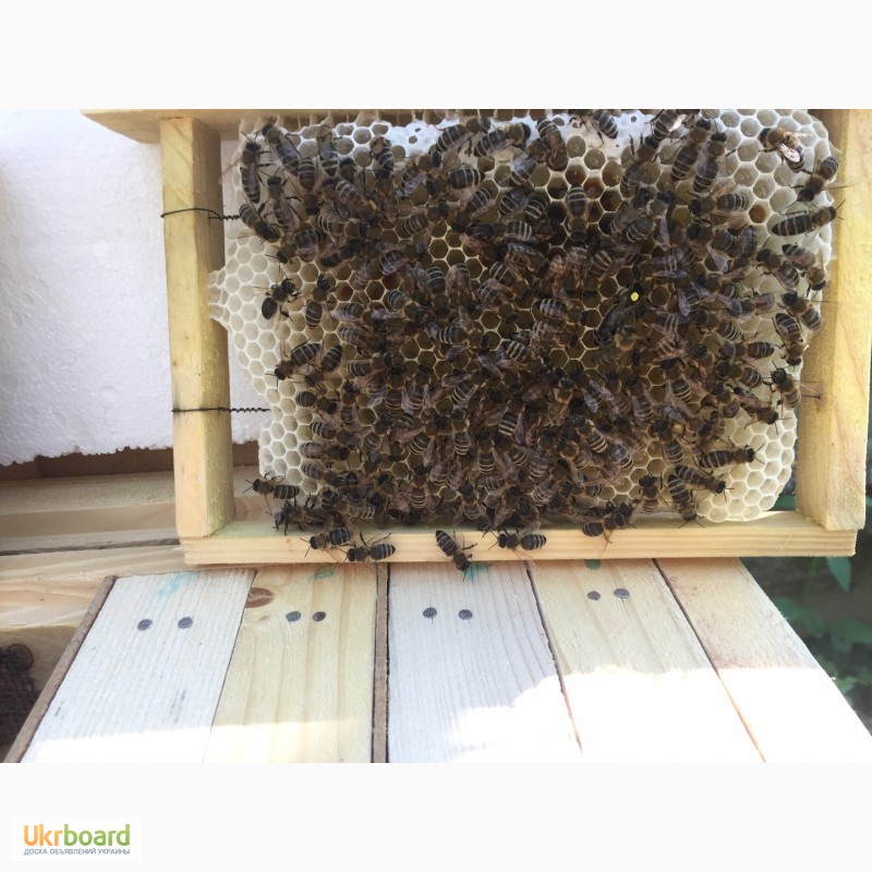 Фото 5. Матка КАРПАТКА, КАРНІКА 2023 ПЛІДНІ БДЖОЛОМАТКИ ( Пчеломатки, бджолині матки )