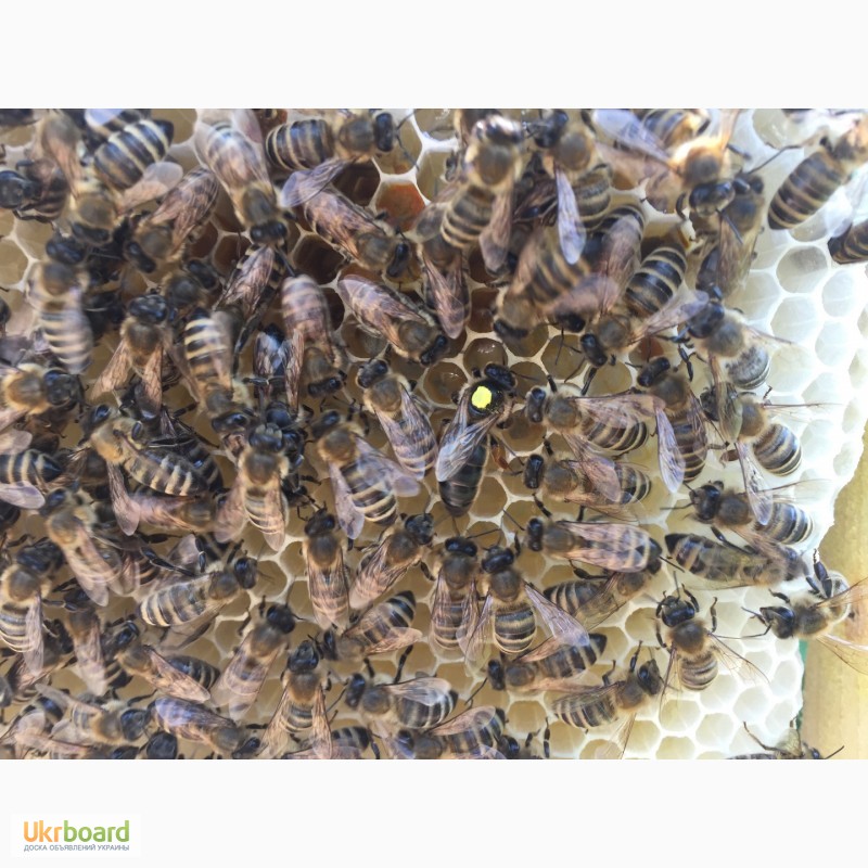 Фото 6. Матка КАРПАТКА, КАРНІКА 2023 ПЛІДНІ БДЖОЛОМАТКИ ( Пчеломатки, бджолині матки )