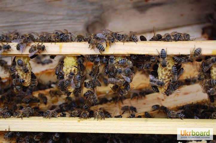 Фото 7. Матка КАРПАТКА, КАРНІКА 2023 ПЛІДНІ БДЖОЛОМАТКИ ( Пчеломатки, бджолині матки )
