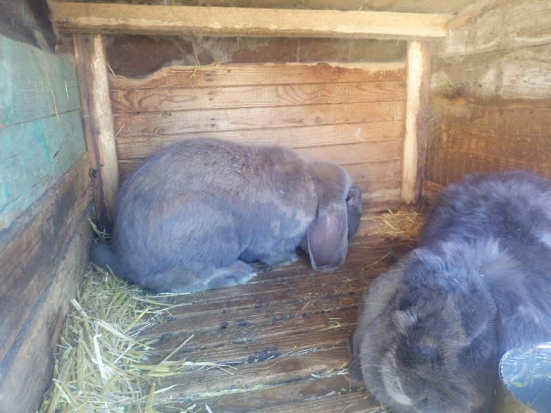 Фото 3. Продам кроликов породы Французский Баран и Калифорнийцев