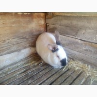 Продам кроликов породы Французский Баран и Калифорнийцев