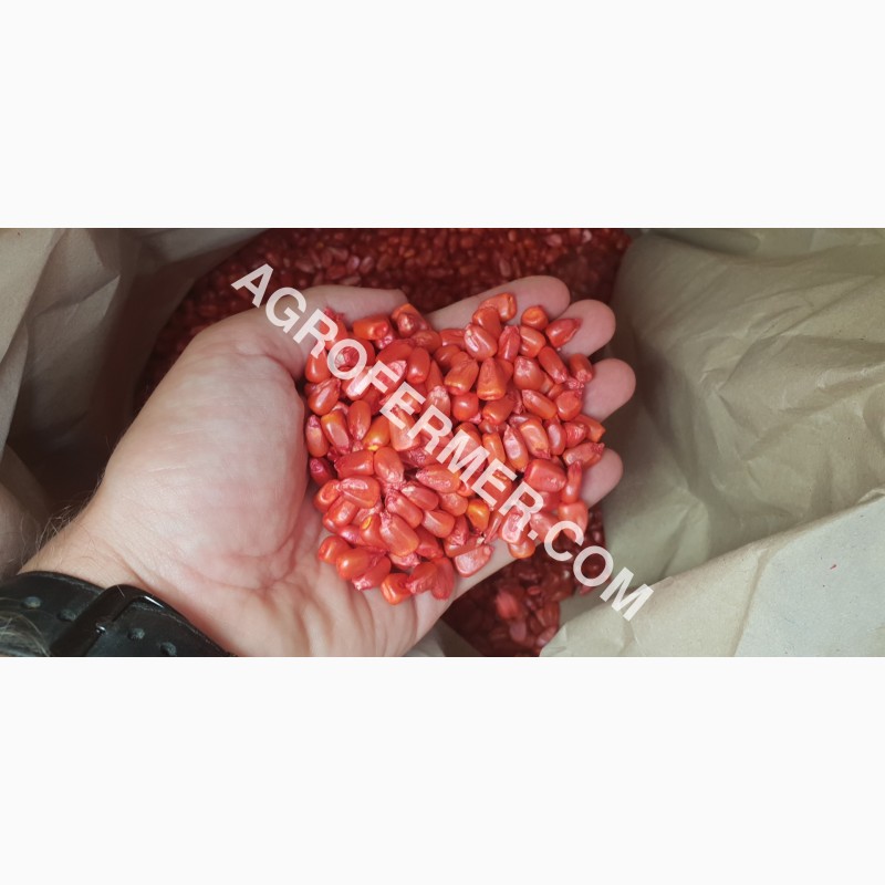 Фото 4. Семена кукурузы CORBIN FS - 899 ФАО Канадский трансгенный гибрид