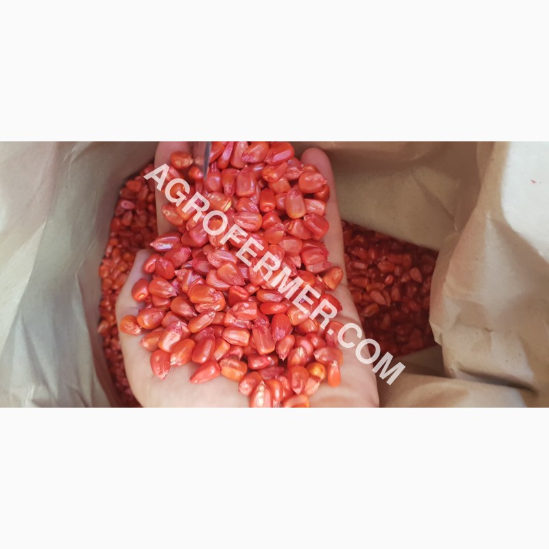 Фото 9. Семена кукурузы CORBIN FS - 899 ФАО Канадский трансгенный гибрид