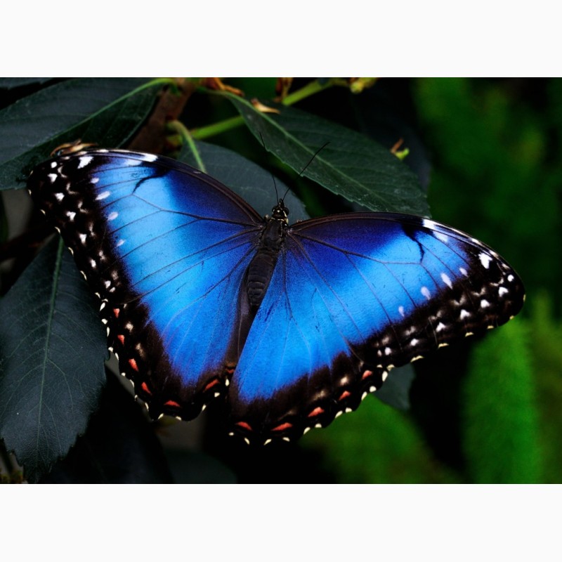 Фото 3/3. Продажа Живых тропических бабочек на 14 Февраля более 30 Видов