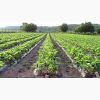 Продам рассаду Клубники и много других растений (опт от 1000 грн)