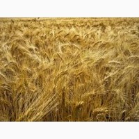 Семена пшеницы твердой НАЩАДОК элита 1 репрод