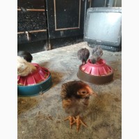 Продаю подрощенных мясо-яичных цыплят