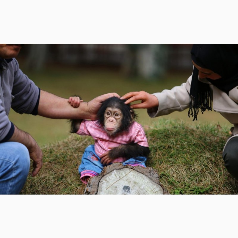 Фото 1/1. Красивий шимпанзе на продаж