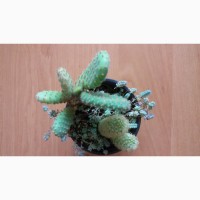 Продам композицию из кактусов Боливия