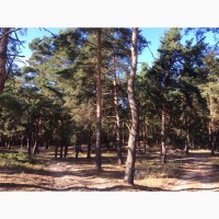 Продам 10 соток земли с сосновым лесом в с.Новоселки, Вышгородский район