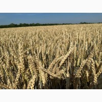 Елітне насіння озимої пшениці Богемія