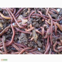 Продам красных Калифорнийских червей, Старатель, Дендробена для рыбалки и разведения