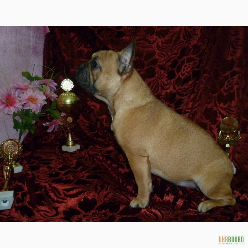 Фото 5. Продам щенки французский бульдог