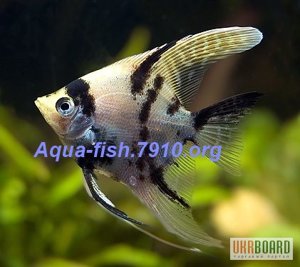 Фото 2. Интернет-магазин Aqua-Fish