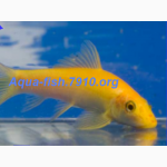 Интернет-магазин Aqua-Fish