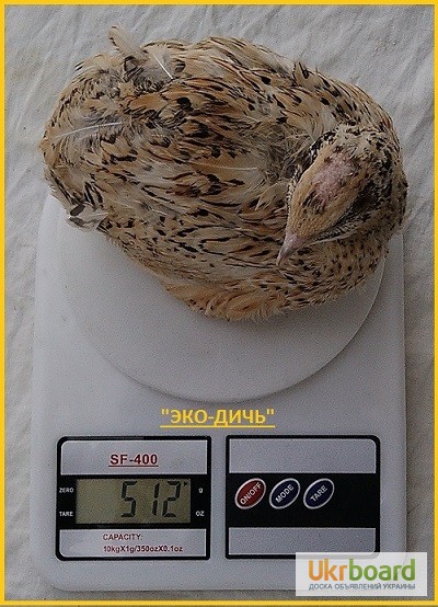 Фото 3. Яйца перепела инкубационное Феникс Золотистый - бройлер и молодняк