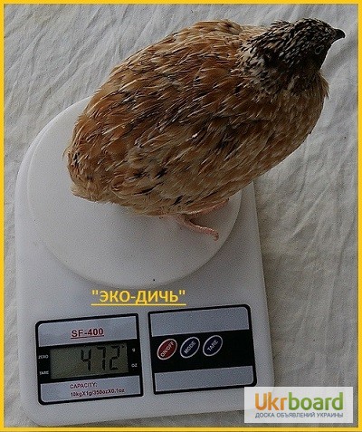 Фото 4. Яйца перепела инкубационное Феникс Золотистый - бройлер и молодняк