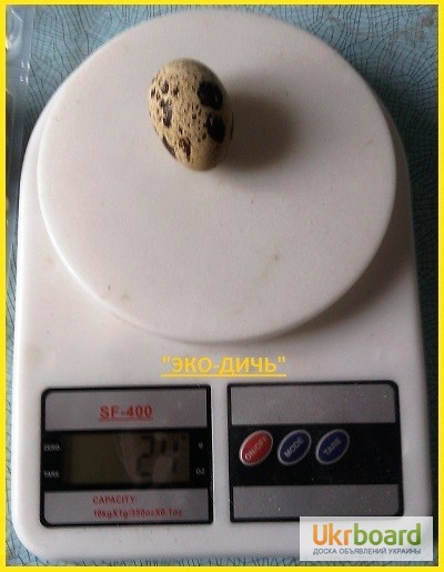 Фото 6. Яйца перепела инкубационное Феникс Золотистый - бройлер и молодняк