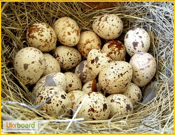 Фото 7. Яйца перепела инкубационное Феникс Золотистый - бройлер и молодняк