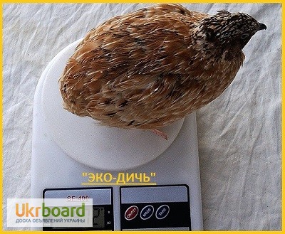 Фото 2. Яйца перепела инкубационное Феникс Золотистый - бройлер и молодняк