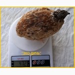 Яйца перепела инкубационное Феникс Золотистый - бройлер и молодняк