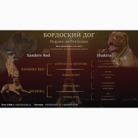 Предлагаем к резерву щенков Бордоского дога (Dogue de Bordeaux) или Французский Мастиф