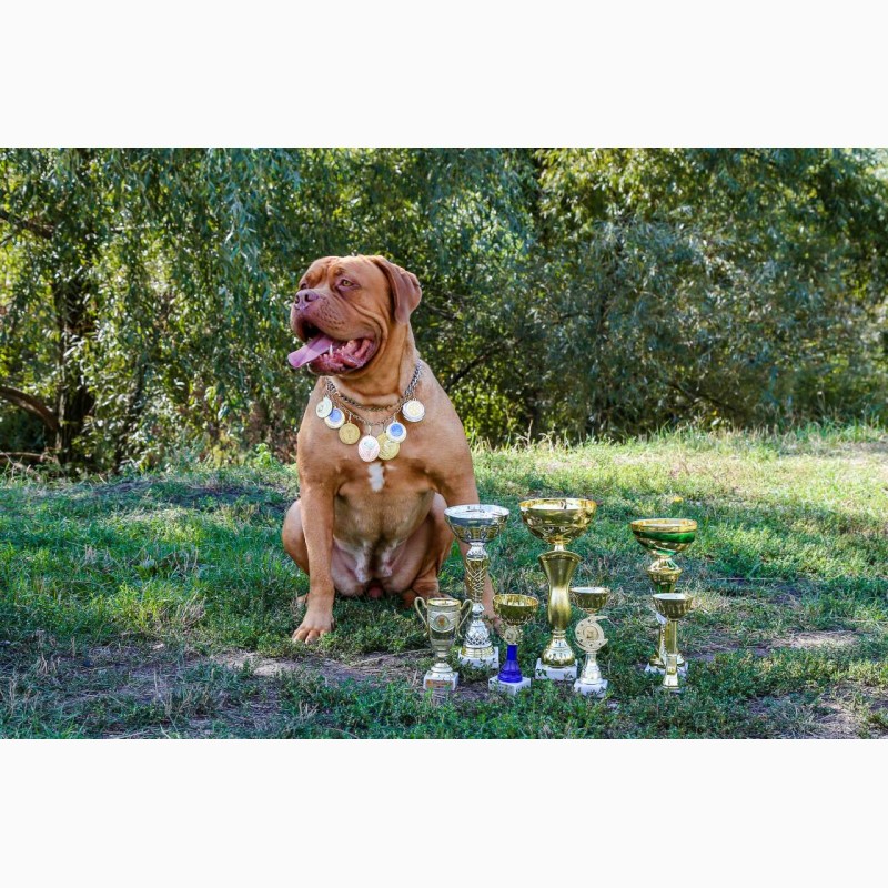 Фото 4. Предлагаем к резерву щенков Бордоского дога (Dogue de Bordeaux) или Французский Мастиф