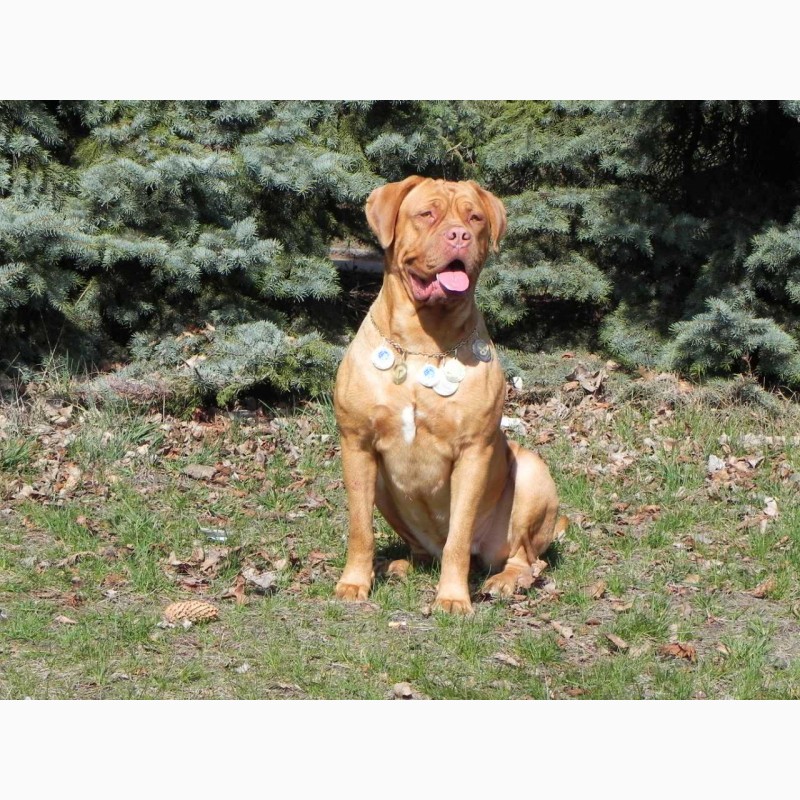 Фото 8. Предлагаем к резерву щенков Бордоского дога (Dogue de Bordeaux) или Французский Мастиф